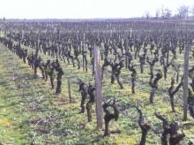 Vignobles du Hayot